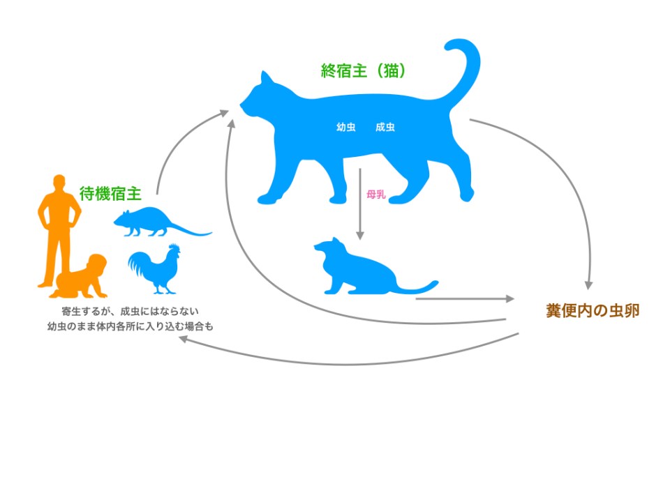 子犬・子猫はまず検査から。人にも寄生する犬・猫の回虫とは 
