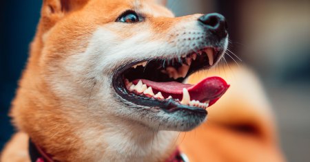 blog_main_dogmouthsmell