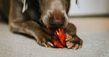 blog_main_cut_dog_nails_price