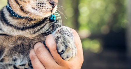 blog_main_cat_nail_clippers_price